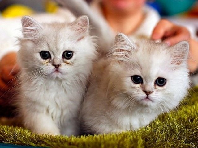 Породы кошек в Советском | ЗооТом портал о животных