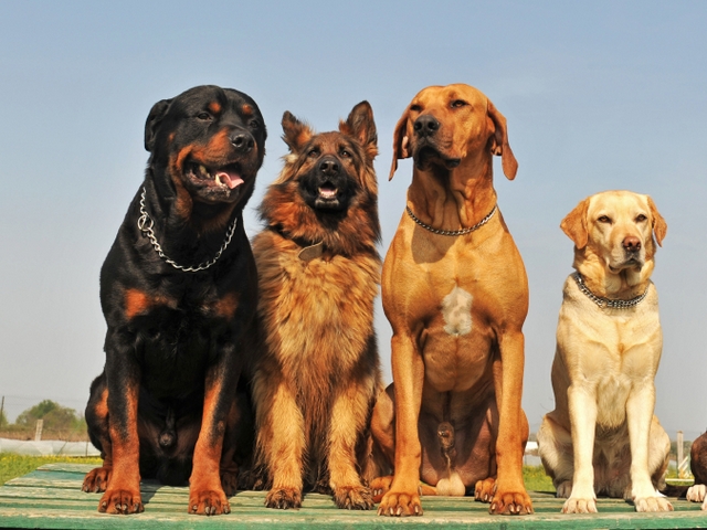 Крупные породы собак в Советском | ЗооТом портал о животных