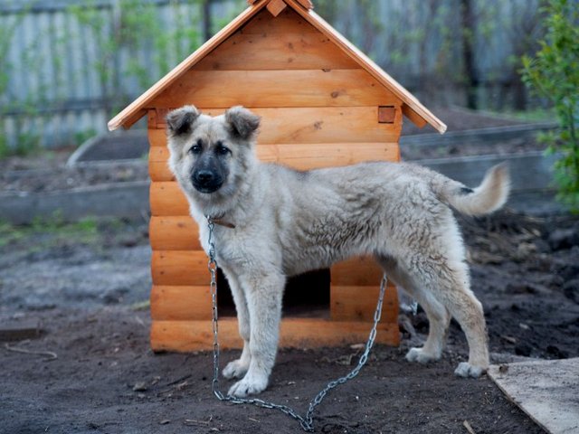 Все о собаках в Советском